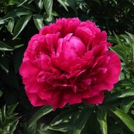 Пион Paeonia Red Magic